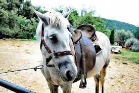 ΠΕΡΙΗΓΗΣΕΙΣ ΕΚΔΡΟΜΕΣ ΒΟΛΤΕΣ ΜΕ ΑΛΟΓΑ HORSE TOURS PELION MILIES ΘΕΣΗ ΜΠΑΓΚΙΝΑ ΜΗΛΙΕΣ ΜΑΓΝΗΣΙΑ